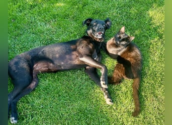 Wunderschöne Mai sucht ihre Familie