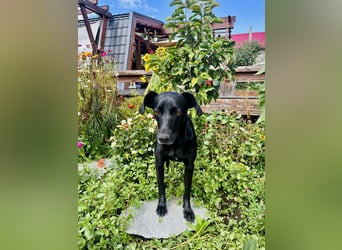 Wunderschöne Mai sucht ihre Familie