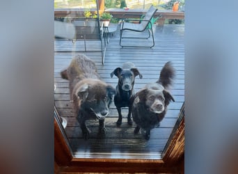 Wunderschöne Mai sucht ihre Familie