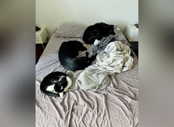 Wunderschöne Mai sucht ihre Familie