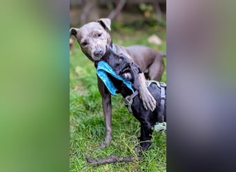 Süßer Paddy sucht seine Familie