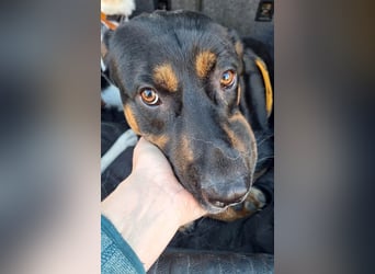 Hübscher Nadir sucht liebe Familie