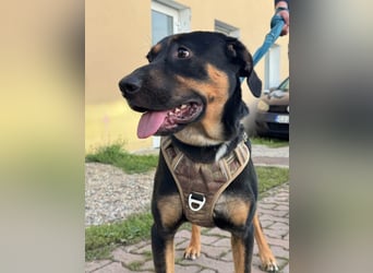 Hübscher Nadir sucht liebe Familie