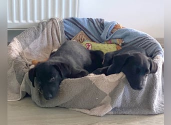 Süßer Paddy sucht seine Familie