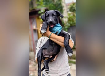 Süßer Paddy sucht seine Familie