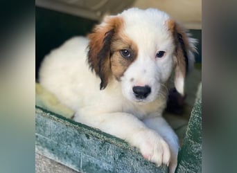 Fidi, geb. ca. 08/2025, lebt in GRIECHENLAND, im städt. Tierheim Serres