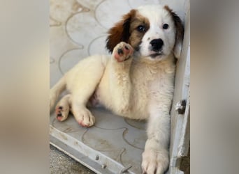 Fidi, geb. ca. 08/2025, lebt in GRIECHENLAND, im städt. Tierheim Serres