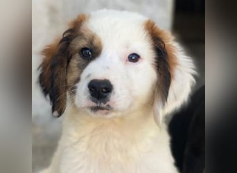 Fidi, geb. ca. 08/2025, lebt in GRIECHENLAND, im städt. Tierheim Serres