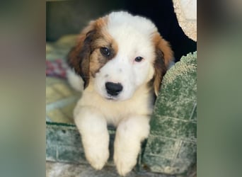 Fidi, geb. ca. 08/2025, lebt in GRIECHENLAND, im städt. Tierheim Serres