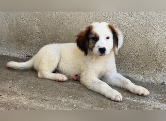 Fidi, geb. ca. 08/2025, lebt in GRIECHENLAND, im städt. Tierheim Serres