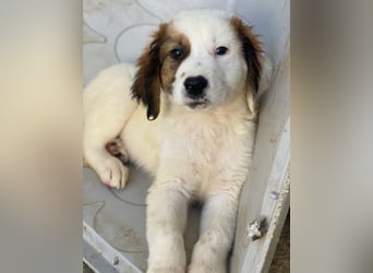 Fidi, geb. ca. 08/2025, lebt in GRIECHENLAND, im städt. Tierheim Serres