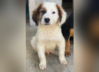 Fidi, geb. ca. 08/2025, lebt in GRIECHENLAND, im städt. Tierheim Serres