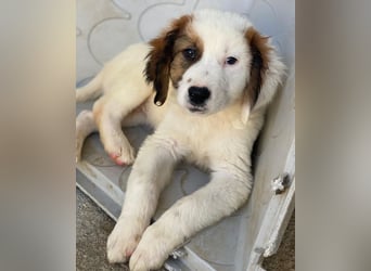 Fidi, geb. ca. 08/2025, lebt in GRIECHENLAND, im städt. Tierheim Serres