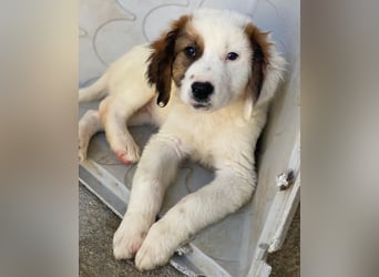 Fidi, geb. ca. 08/2025, lebt in GRIECHENLAND, im städt. Tierheim Serres