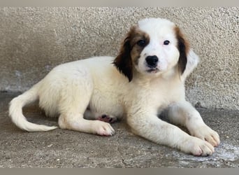 Fidi, geb. ca. 08/2025, lebt in GRIECHENLAND, im städt. Tierheim Serres