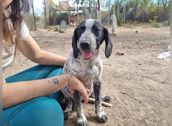 FLECHA-neugierig, sensibel, bewegungsfreudiges Mädchen sucht ihr liebevolles "Für-immer-Zuhause"