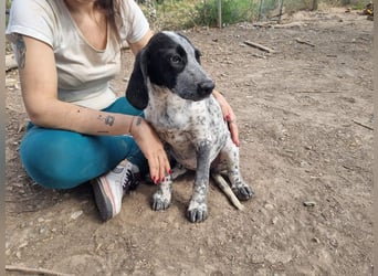 FLECHA-neugierig, sensibel, bewegungsfreudiges Mädchen sucht ihr liebevolles "Für-immer-Zuhause"