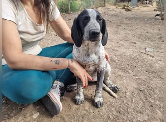 FLECHA-neugierig, sensibel, bewegungsfreudiges Mädchen sucht ihr liebevolles "Für-immer-Zuhause"