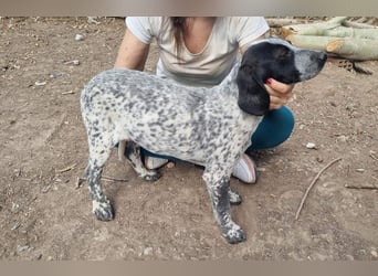 FLECHA-neugierig, sensibel, bewegungsfreudiges Mädchen sucht ihr liebevolles "Für-immer-Zuhause"