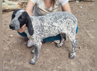 FLECHA-neugierig, sensibel, bewegungsfreudiges Mädchen sucht ihr liebevolles "Für-immer-Zuhause"