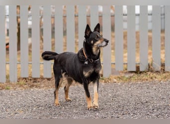 Ruhige Dana sucht ihre Menschen