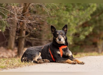 Ruhige Dana sucht ihre Menschen