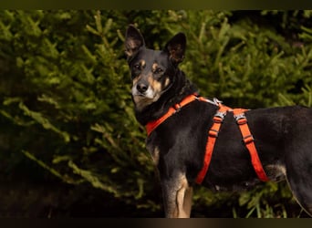 Ruhige Dana sucht ihre Menschen