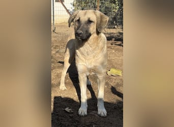 Bangladesh, geb. ca. 01/2024, lebt in GRIECHENLAND, auf einer privaten Pflegestelle