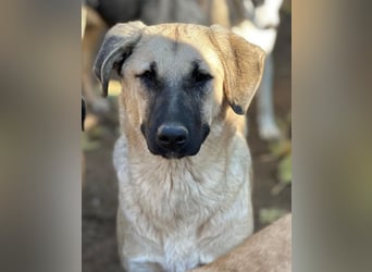 Bangladesh, geb. ca. 01/2024, lebt in GRIECHENLAND, auf einer privaten Pflegestelle