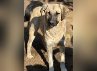 Bangladesh, geb. ca. 01/2024, lebt in GRIECHENLAND, auf einer privaten Pflegestelle