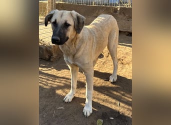 Bangladesh, geb. ca. 01/2024, lebt in GRIECHENLAND, auf einer privaten Pflegestelle