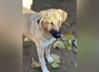 Bangladesh, geb. ca. 01/2024, lebt in GRIECHENLAND, auf einer privaten Pflegestelle