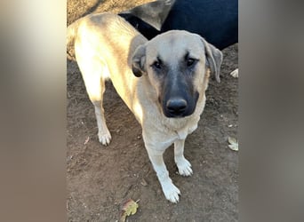 Bangladesh, geb. ca. 01/2024, lebt in GRIECHENLAND, auf einer privaten Pflegestelle