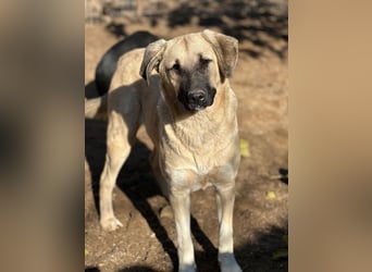 Bangladesh, geb. ca. 01/2024, lebt in GRIECHENLAND, auf einer privaten Pflegestelle