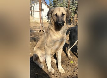 Bangladesh, geb. ca. 01/2024, lebt in GRIECHENLAND, auf einer privaten Pflegestelle