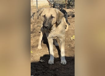 Bangladesh, geb. ca. 01/2024, lebt in GRIECHENLAND, auf einer privaten Pflegestelle