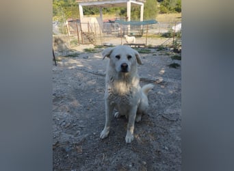 (D)ein Traum in weiß: Vice sucht sein Happy End!