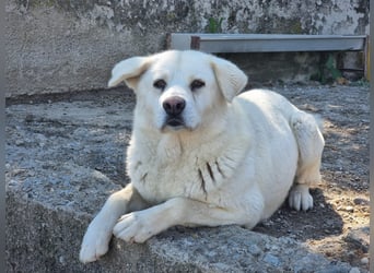 (D)ein Traum in weiß: Vice sucht sein Happy End!