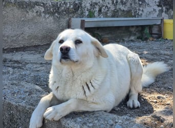 (D)ein Traum in weiß: Vice sucht sein Happy End!