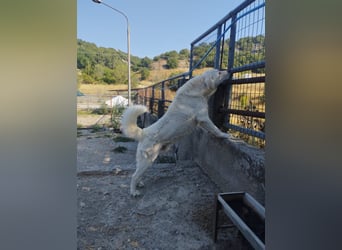 (D)ein Traum in weiß: Vice sucht sein Happy End!