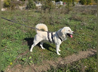 (D)ein Traum in weiß: Vice sucht sein Happy End!