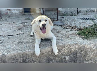 (D)ein Traum in weiß: Vice sucht sein Happy End!