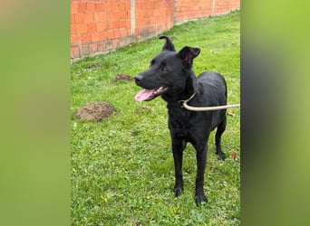 fröhlicher Wirbelwind Riki