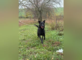 fröhlicher Wirbelwind Riki