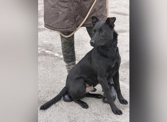 fröhlicher Wirbelwind Riki