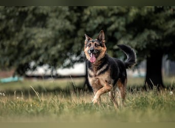 Aktiver Vegas sucht liebevolles Zuhause