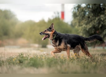 Aktiver Vegas sucht liebevolles Zuhause