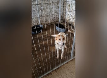 Arleta: agile Junghündin sucht Körbchen