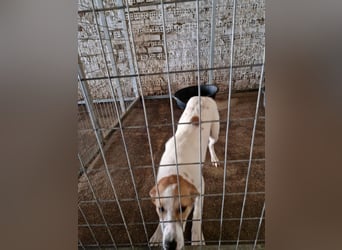 Arleta: agile Junghündin sucht Körbchen