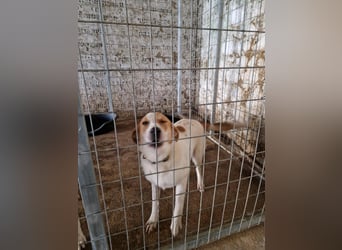 Arleta: agile Junghündin sucht Körbchen